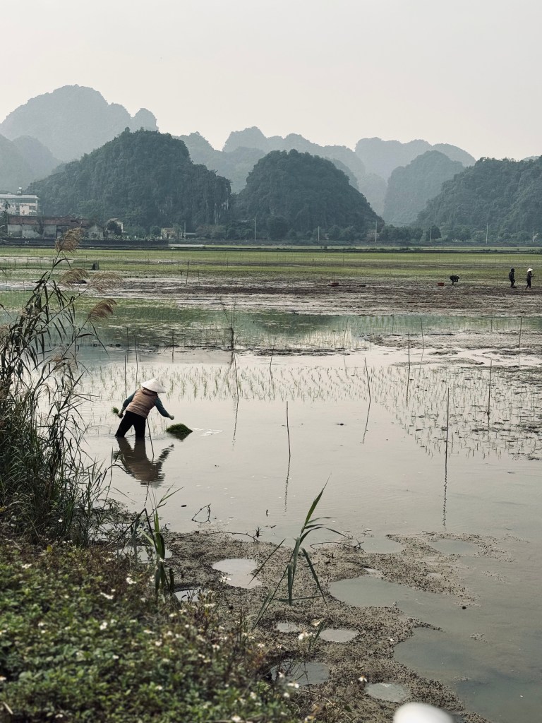 Rice field with worker in traditional vietnamese hat in Ninh Binh, Vietnam