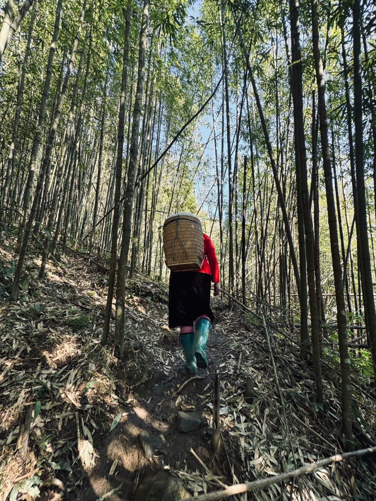 Local lady hiking through bamboo forest on a trekking tour in Sapa, Vietnam