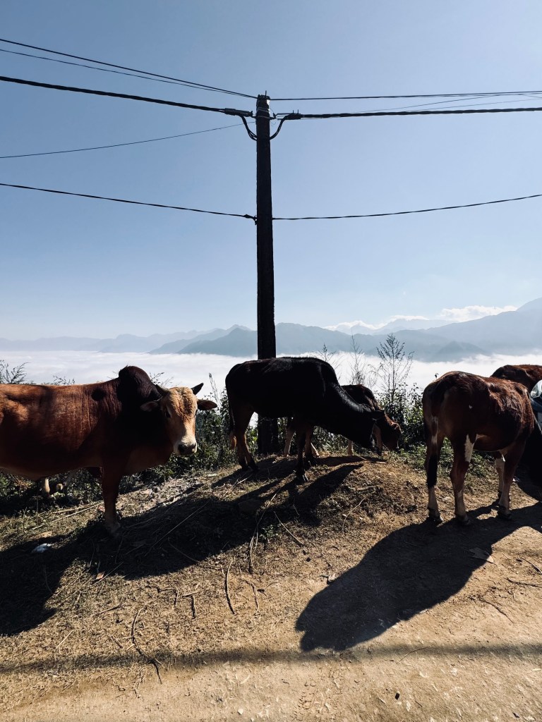 Local village with cows on a trekking tour in Sapa, Vietnam